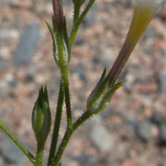 Gilia flavocincta
