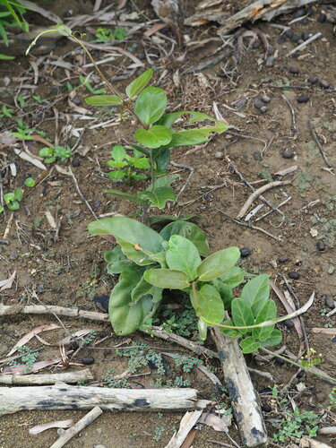 Image of Vincetoxicum hirsutum by no rights reserved
