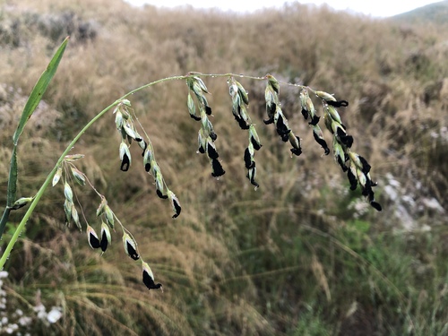 Representative image of Tilletiales