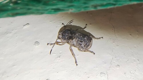 Phloeobius gigas, 2024-08-18