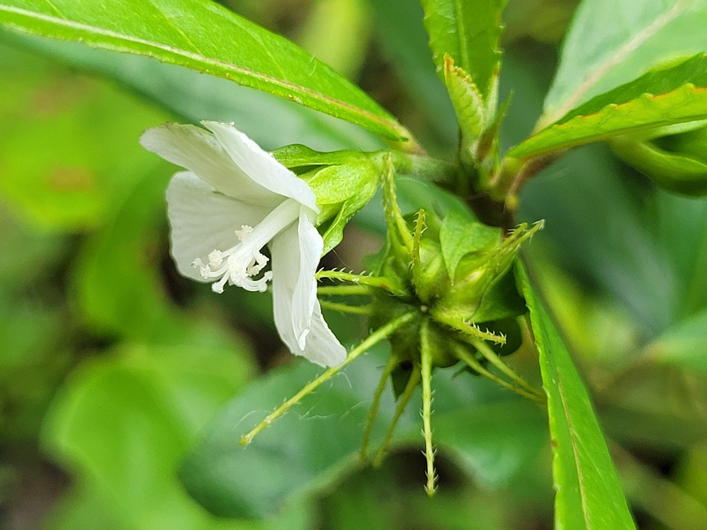 Pavonia piptocalyx