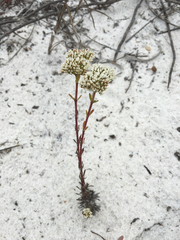 Paronychia erecta erecta
