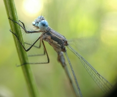 Lestes stultus