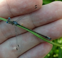 Lestes stultus