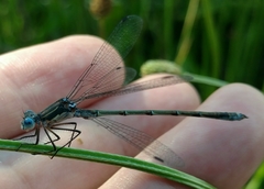 Lestes stultus