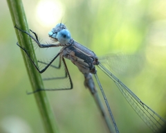 Lestes stultus