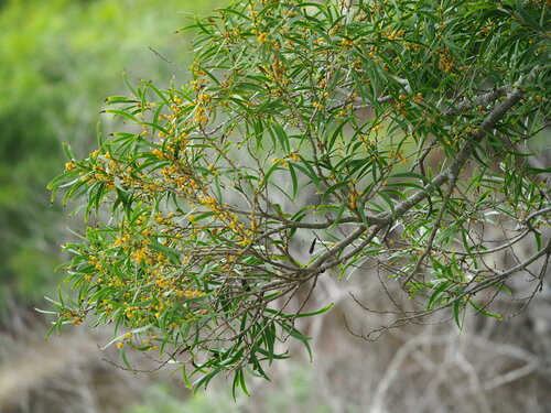 Acacia confusa