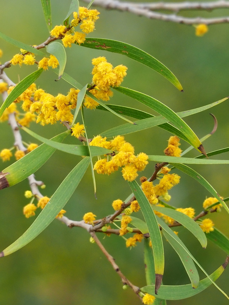 Acacia confusa, 947台灣屏東縣滿州鄉