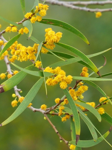 Acacia confusa