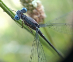 Lestes stultus