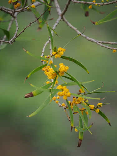 Acacia confusa