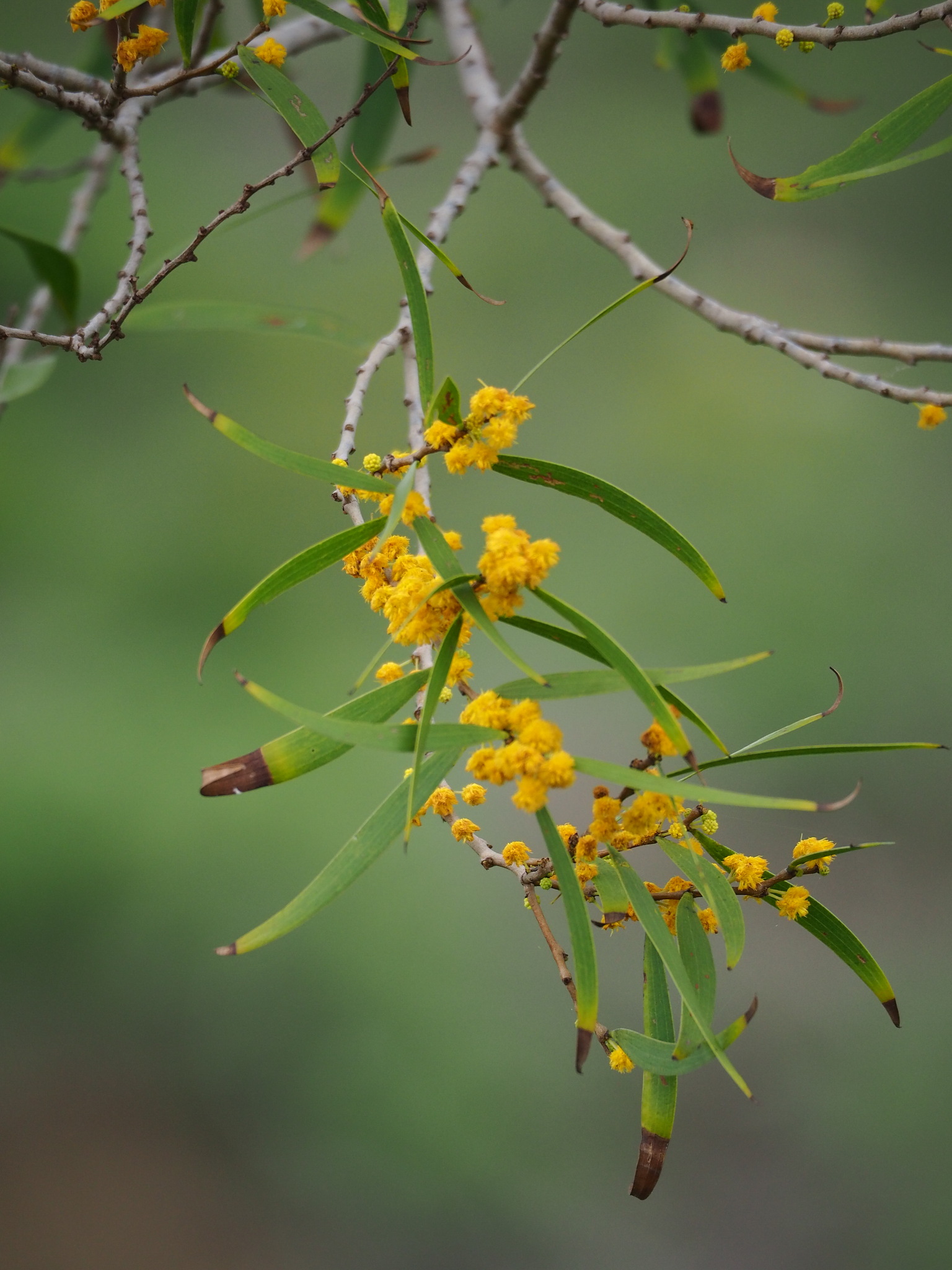 Acacia confusa