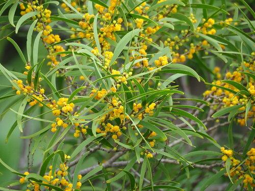 Acacia confusa