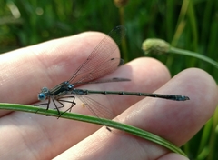 Lestes stultus