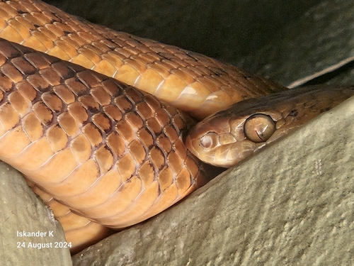 Brown Tree Snake sighting