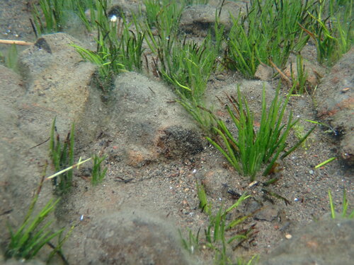 Western quillwort (Isoetes occidentalis)