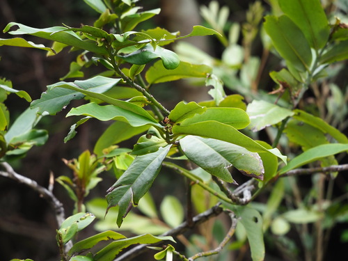Image of Diospyros blancoi by no rights reserved