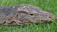 Varanus salvator