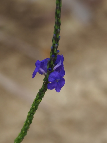 Image of Stachytarpheta urticifolia by no rights reserved