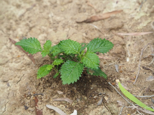Image of Stachytarpheta urticifolia by no rights reserved