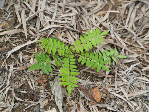 Clausena excavata