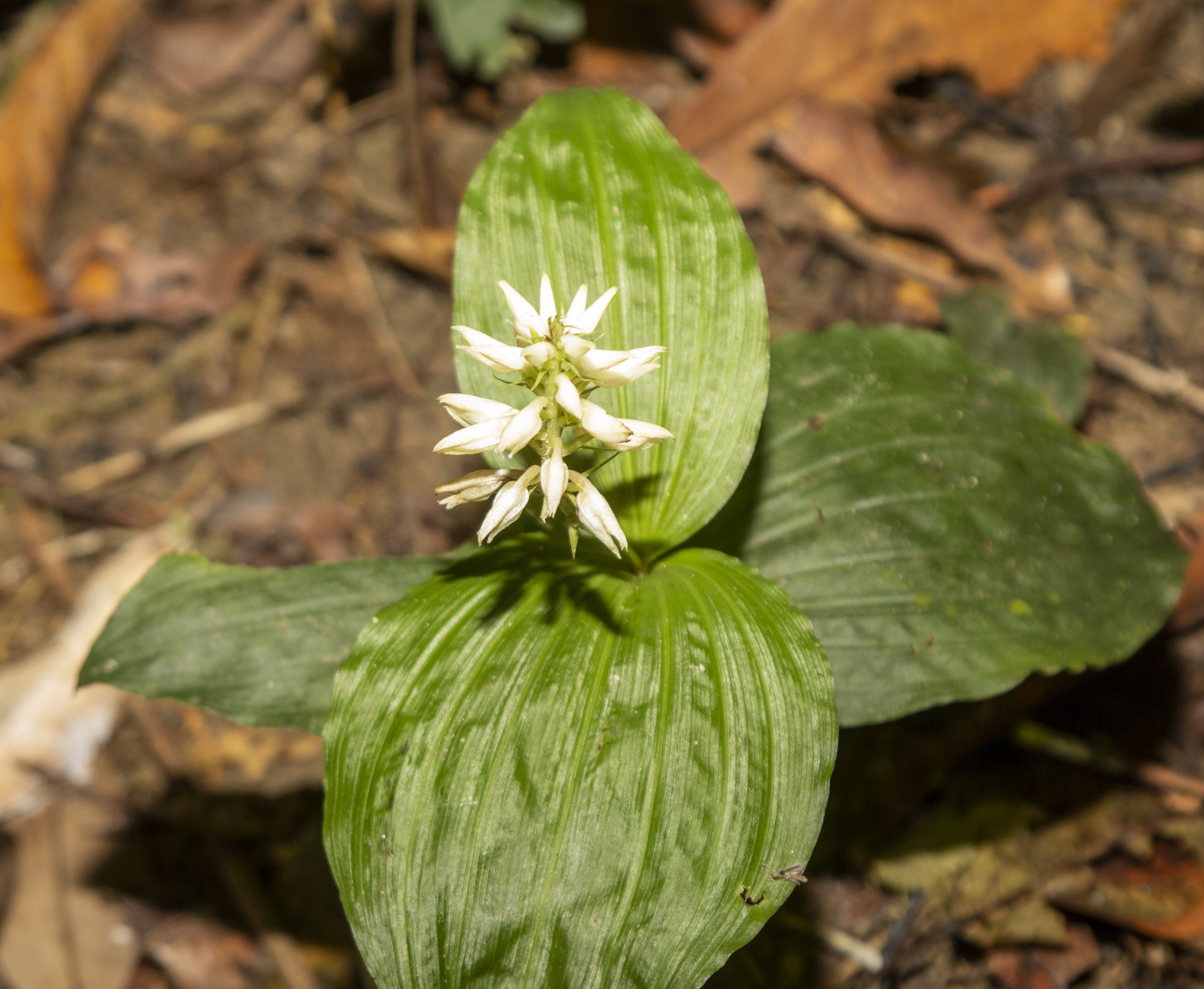 Tropidia somae (Tropidia somae)