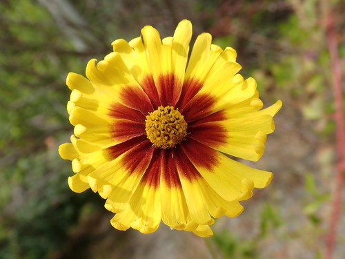 Madia elegans