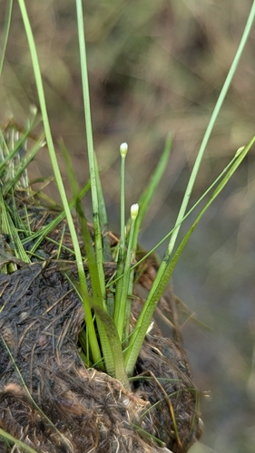 Eriocaulon buergerianum, photograph 4