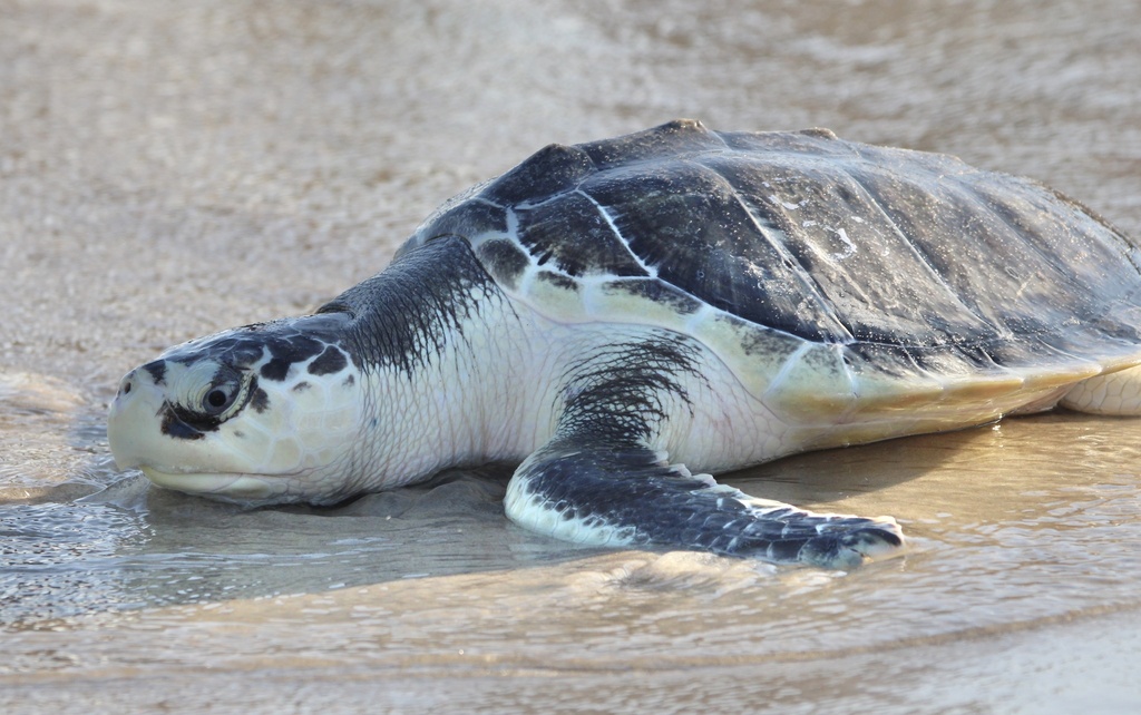 Kemp's Ridley