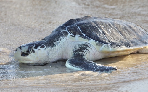 Kemp's Ridley Sea Turtle
