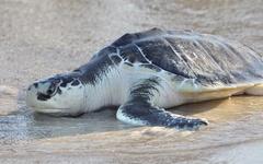 Kemp's Ridley photo 1