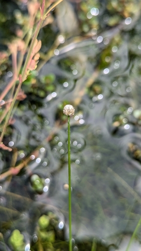 Eriocaulon buergerianum, photograph 5