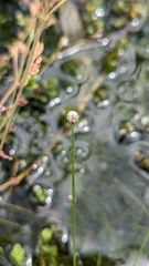 Eriocaulon buergerianum, photograph (c) Cheng-Te Hsu, some rights reserved (CC BY)