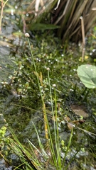 Eriocaulon buergerianum, photograph (c) Cheng-Te Hsu, some rights reserved (CC BY)