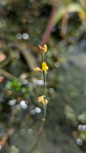 Image of Utricularia bifida by (c) Cheng-Te Hsu, some rights reserved (CC BY)