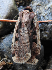 Eueretagrotis sigmoides