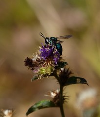 Thalestria spinosa