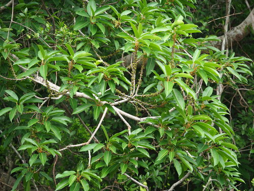 Ficus caulocarpa (Ficus caulocarpa)