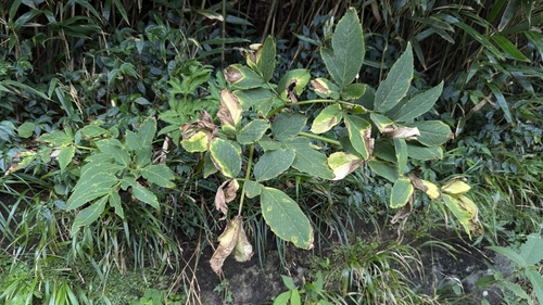 Image of Angelica pubescens by (c) Cheng-Te Hsu, some rights reserved (CC BY)