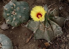 Astrophytum capricorne