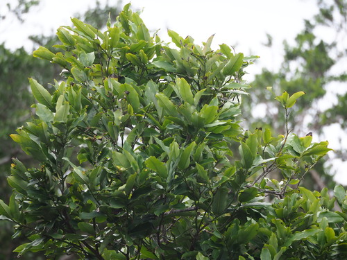 Image of Diospyros blancoi by no rights reserved