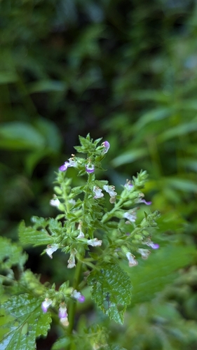 Image of Teucrium viscidum by (c) Cheng-Te Hsu, some rights reserved (CC BY)
