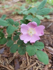 Rosa bridgesii