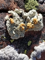 Rhizoplaca subdiscrepans