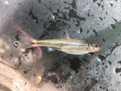 Notropis leuciodus