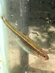 Notropis leuciodus
