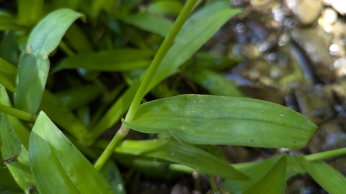 Image of Murdannia bracteata by (c) Cheng-Te Hsu, some rights reserved (CC BY)