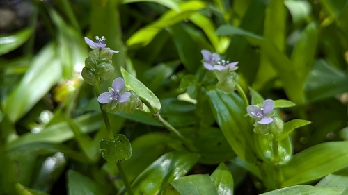 Murdannia bracteata, photograph 6