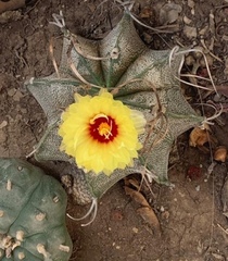 Astrophytum capricorne