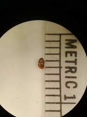 Vertigo arthuri